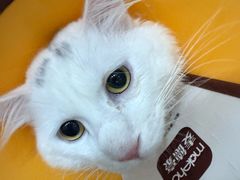 -菲丽丝宠物医院·24小时·猫科中心·免疫点(淮海分院)