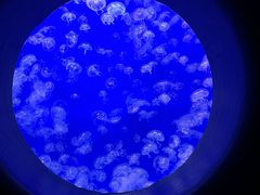 -江和美海洋公园