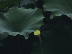 -西湖游船