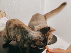 -琪喵猫屋·撸猫猫咖·猫舍
