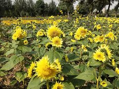 -长白岛森林公园