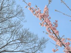 -顾村公园