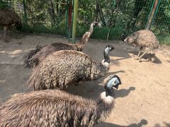 -青藏高原野生动物园