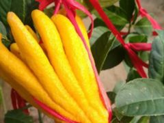 -南通洲际绿博园