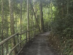 -西双版纳原始森林公园