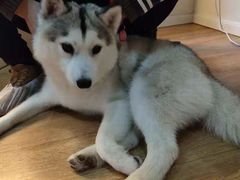 -Husky Go! 哈士奇体验馆·宠物咖啡厅狗咖