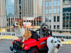 -百好乐宠物友好餐厅(朝外大街店)