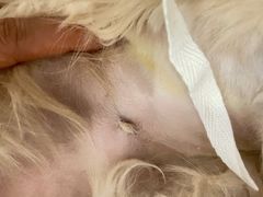 -纳吉亚猫专科动物医院·北北分院