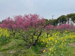 -南汇桃花村
