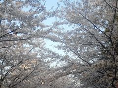 -高东镇樱花园