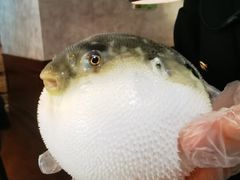 小可爱-肆月河豚·新淮扬(金融街店)