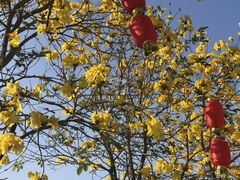 -天适樱花悠乐园