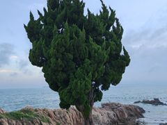 -小麦岛公园