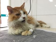 -美联众合动物医院·24h京西诊疗中心