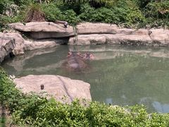 -上海野生动物园