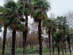 -泰州凤城河风景区-泰山公园