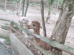 -清迈夜间动物园