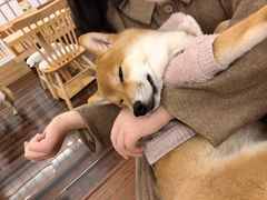 -豆柴町-柴犬主题狗咖(红鼎国际C座店)