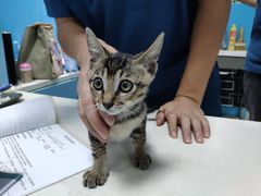 -瑞派宠物医院(搏威敦和院)