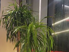 -杨氏青龙虾·羊蝎子(珠江路店)