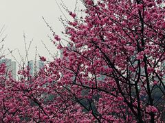 -重庆彩云湖湿地公园