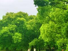 -上海共青森林公园