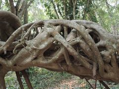 -中国科学院西双版纳热带植物园