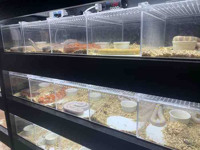 神出鬼默实体爬宠店(皮神店)-"【项目】宠物售卖接了小睫角回家,然后