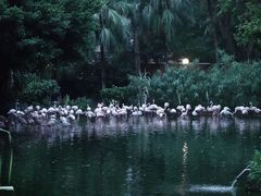 -九龙公园