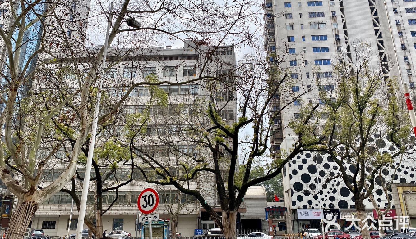 长沙市市树香樟树