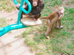 -西霞口神雕山野生动物世界