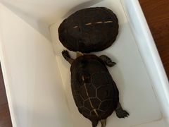 -灵龟之家百象馆(百象馆联合旗舰店)