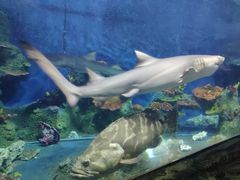 -泉州海丝野生动物世界