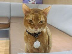 -MOCHA明星猫咖(田子坊店)