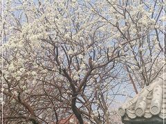 -桃花堤公园