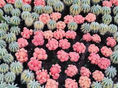 -南山植物园