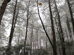 -四明山国家森林公园