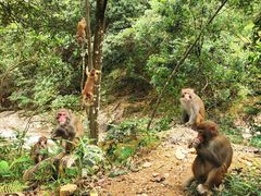 -姑婆山旅游区