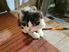 大门口的迎客猫-猫爷的腔调·黔小馆(交大医学住宅区店)