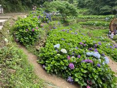 -鼓岭旅游度假区