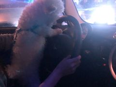 -惠康宠物医院(华能路店)