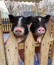 -萌宠亲子动物乐园(槐房万达店)