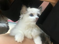 -lincat·猫舍(广州店)