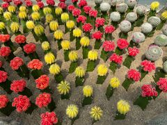 -南山植物园