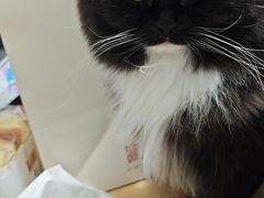 -宠福鑫动物医院(城北分院)