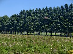 -嘉北郊野公园