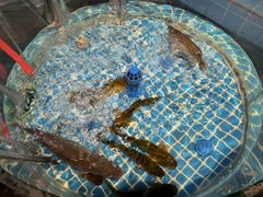 -争先鲜·蒸汽海鲜自助·鲜切牛肉