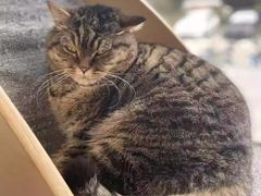 -伟伟宠物医院·瑞派猫友好医院·猫科(光谷店)