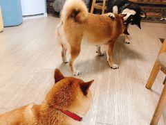 -柴犬高等学院·狗咖·柴犬售卖·宠物训练