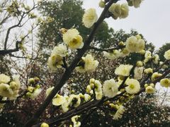 -香雪海